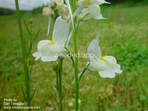 toadflax, Morocco